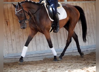 Andere Rassen, Ruin, 6 Jaar, 156 cm, Bruin