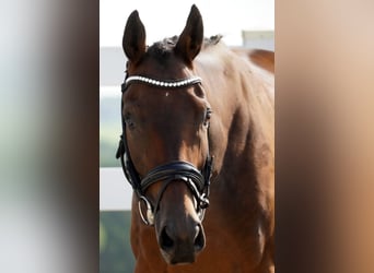 Andere Rassen, Ruin, 6 Jaar, 156 cm, Bruin