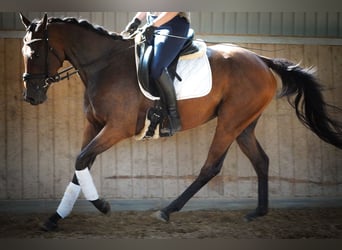 Andere Rassen, Ruin, 6 Jaar, 156 cm, Bruin