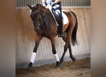 Andere Rassen, Ruin, 6 Jaar, 156 cm, Bruin