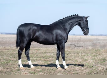 Andere Rassen, Ruin, 6 Jaar, 157 cm, Zwart