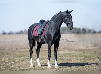 Andere Rassen, Ruin, 6 Jaar, 157 cm, Zwart