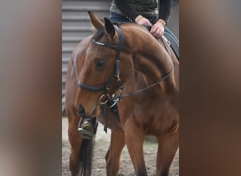 Andere Rassen, Ruin, 6 Jaar, 158 cm, Bruin