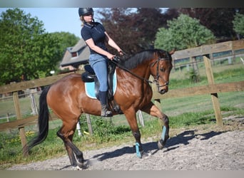 Andere Rassen, Ruin, 6 Jaar, 158 cm, Bruin