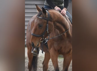 Andere Rassen, Ruin, 6 Jaar, 158 cm, Bruin