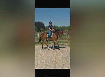 Andere Rassen, Ruin, 6 Jaar, 158 cm, Bruin