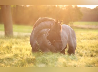 Andere Rassen Mix, Ruin, 6 Jaar, 158 cm, Roan-Blue