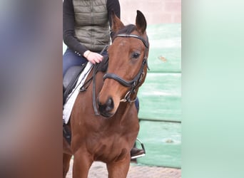 Andere Rassen, Ruin, 6 Jaar, 160 cm, Bruin