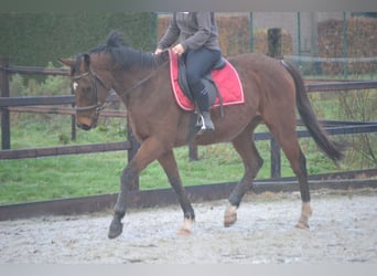 Andere Rassen, Ruin, 6 Jaar, 162 cm, Brauner