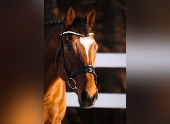 Andere Rassen, Ruin, 6 Jaar, 162 cm, Bruin