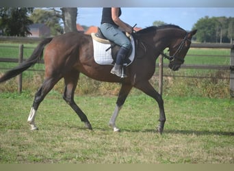 Andere Rassen, Ruin, 6 Jaar, 164 cm, Bruin