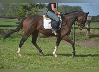 Andere Rassen, Ruin, 6 Jaar, 164 cm, Bruin