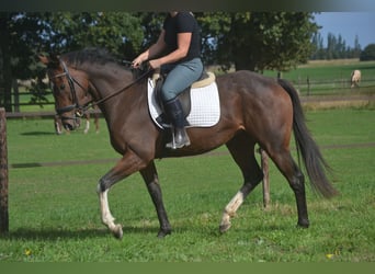 Andere Rassen, Ruin, 6 Jaar, 164 cm, Bruin