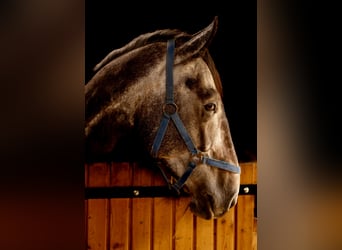 Andere Rassen, Ruin, 6 Jaar, 177 cm, Schimmel