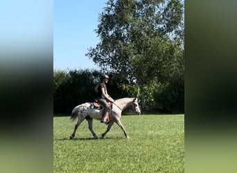 Andere Rassen, Ruin, 7 Jaar, 136 cm, Appaloosa