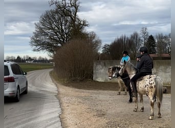 Andere Rassen, Ruin, 7 Jaar, 136 cm, Appaloosa