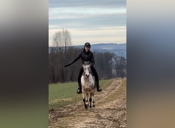 Andere Rassen, Ruin, 7 Jaar, 136 cm, Appaloosa