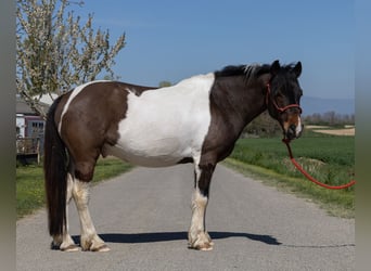Andere Rassen, Ruin, 7 Jaar, 138 cm, Gevlekt-paard