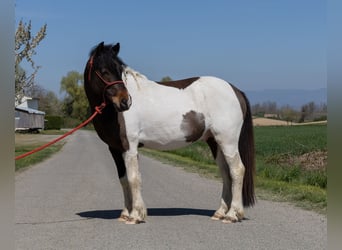 Andere Rassen, Ruin, 7 Jaar, 138 cm, Gevlekt-paard