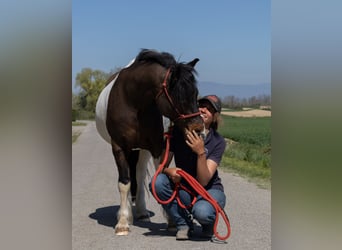 Andere Rassen, Ruin, 7 Jaar, 138 cm, Gevlekt-paard