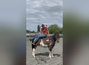 Andere Rassen, Ruin, 7 Jaar, 138 cm, Gevlekt-paard