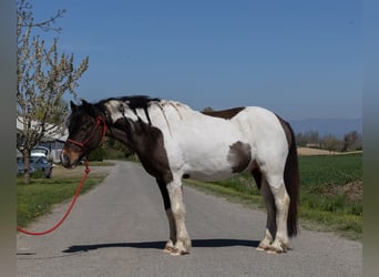 Andere Rassen, Ruin, 7 Jaar, 138 cm, Gevlekt-paard
