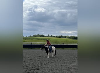 Andere Rassen, Ruin, 7 Jaar, 138 cm, Gevlekt-paard
