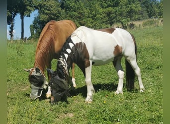 Andere Rassen, Ruin, 7 Jaar, 138 cm, Gevlekt-paard