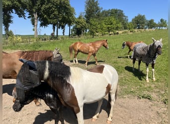 Andere Rassen, Ruin, 7 Jaar, 138 cm, Gevlekt-paard