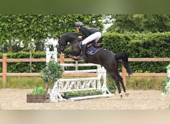 Andere Rassen, Ruin, 7 Jaar, 138 cm, Zwart