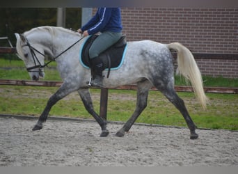 Andere Rassen, Ruin, 7 Jaar, 143 cm, Schimmel