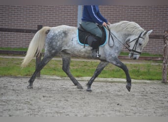 Andere Rassen, Ruin, 7 Jaar, 143 cm, Schimmel