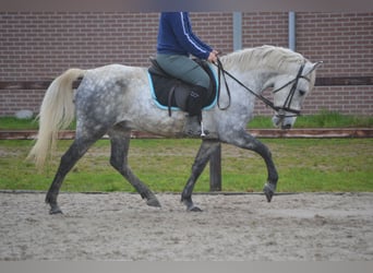 Andere Rassen, Ruin, 7 Jaar, 143 cm, Schimmel