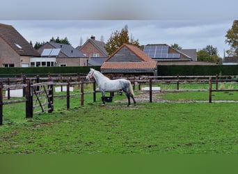 Andere Rassen, Ruin, 7 Jaar, 143 cm, Schimmel