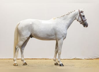 Andere Rassen, Ruin, 7 Jaar, 150 cm, Schimmel