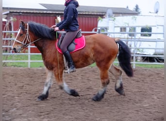 Andere Rassen Mix, Ruin, 7 Jaar, 152 cm, Brown Falb schimmel