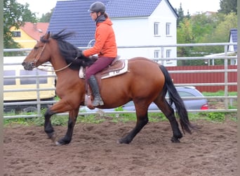 Andere Rassen Mix, Ruin, 7 Jaar, 152 cm, Brown Falb schimmel