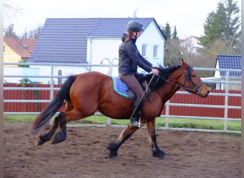 Andere Rassen Mix, Ruin, 7 Jaar, 152 cm, Brown Falb schimmel