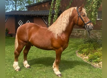 Andere Rassen, Ruin, 7 Jaar, 153 cm, Vos