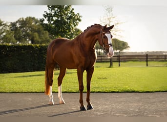 Andere Rassen, Ruin, 7 Jaar, 155 cm