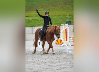 Andere Rassen Mix, Ruin, 7 Jaar, 155 cm, Vos