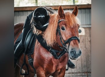 Andere Rassen Mix, Ruin, 7 Jaar, 155 cm, Vos