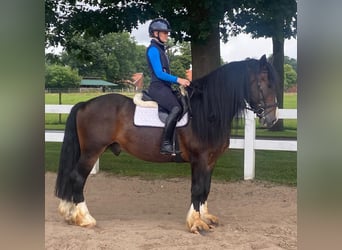 Andere Rassen, Ruin, 7 Jaar, 160 cm, Bruin