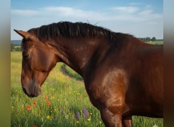 Andere Rassen Mix, Ruin, 7 Jaar, 160 cm, Roodbruin