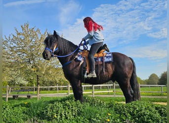 Andere Rassen, Ruin, 7 Jaar, 160 cm, Zwart