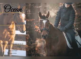 Andere Rassen, Ruin, 7 Jaar, 162 cm, Bruin