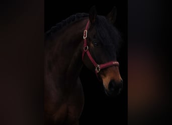 Andere Rassen, Ruin, 7 Jaar, 162 cm, Zwartbruin