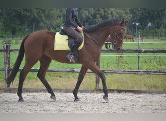 Andere Rassen, Ruin, 7 Jaar, 166 cm, Brauner