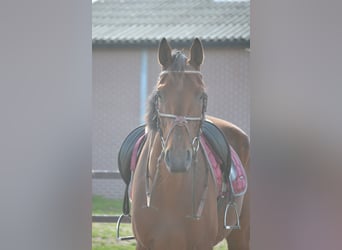 Andere Rassen, Ruin, 7 Jaar, 166 cm, Brauner