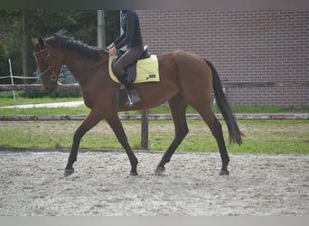 Andere Rassen, Ruin, 7 Jaar, 166 cm, Brauner